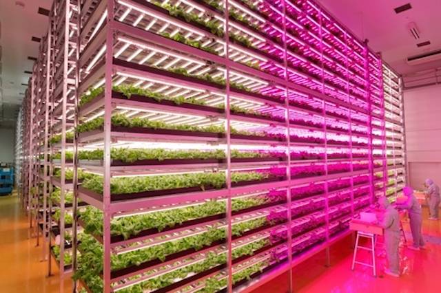 GE-LED-lights-indoor-farm.jpg.662x0_q70_crop-scale